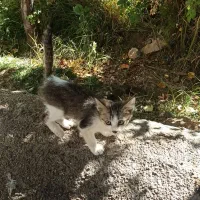 واگذاری بچه گربه|گربه|بیجار, |دیوار