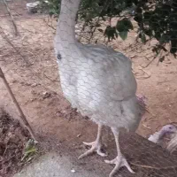 بوقلمون بیوتی گوشتی