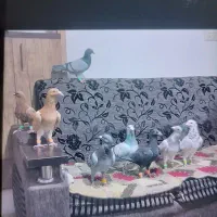 کفتر پرشی