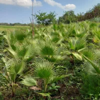 تعداد 200 عدد پالم داخل زمین به فروش میرسد|گل و گیاه طبیعی|واجارگاه, |دیوار