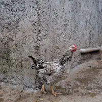 ۲۰ عدد مرغ محلی تخم گذار برای فروش|حیوانات مزرعه|رشت, حومه رشت|دیوار