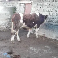 گوساله نر سیمینتال|حیوانات مزرعه|قشلاق دشت, |دیوار