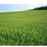 فروش-زمین-کشاورزی