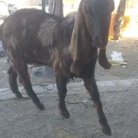 بزغاله پاکستانی ۱۰ ماهه سالم وسرحال|حیوانات مزرعه|مشهد, امیریه|دیوار