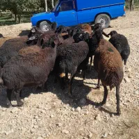 فروش گوسفند ۲۰ارس قره قزل|حیوانات مزرعه|ماهنشان, |دیوار