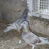 کبوتر کفتر پلاکی نر