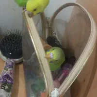 مرغ عشق دستی 45 روزه