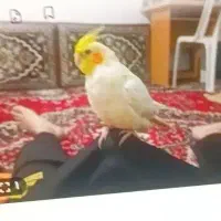 عروس هلندی در تهران