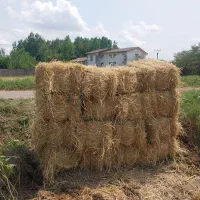 سراچینای هاشمی خوشک