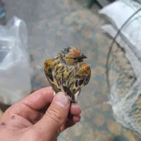 سهره قناری گلبسر تک و تعداد|پرنده|اسکو, |دیوار