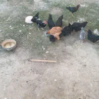 مرغ و خروس محلی