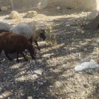 بزجوان خلج با کهره نر ومیش|حیوانات مزرعه|یاسوج, |دیوار