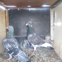 کفتر|پرنده|بیرجند, |دیوار