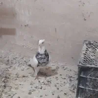 جوجه کربلایی کله سیاه|پرنده|مشهد, ادیب نیشابوری (شهرک غرب)|دیوار