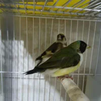 فروش ۳عدد فنچ گلدین ماده  مولد|پرنده|لامرد, |دیوار