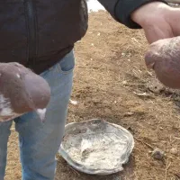 ۲ جفت کبوتر قرمز دونه ای ۴۰۰۰۰۰