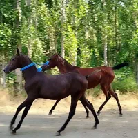 کوره مادیان