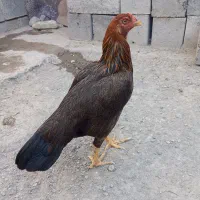 مرغ‌‌وخروس|حیوانات مزرعه|میناب, |دیوار