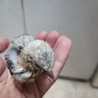 سهره ماده تازه تخت،زاده قفس نشانه دار|پرنده|الوند, |دیوار