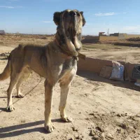 قیمت 5ملیون تومان