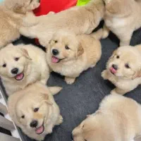 گلدن رتریور آماده تحویل