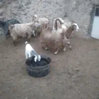 ۷راس بزجوان|حیوانات مزرعه|قروه, |دیوار