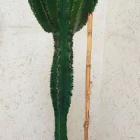 کاکتوس افوربیا بزرگ