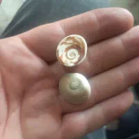 مهره اصل اصل