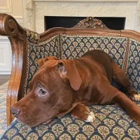 واگذاری پیت بول ۸ ماهه|سگ|تهران, اقدسیه|دیوار