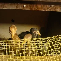 جوجه لاری|حیوانات مزرعه|مهدی شهر, |دیوار