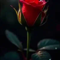 09106126096  فروشی