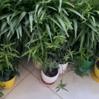 تعداد گلدان طبیعی آلوورا و گندمی  دونه ۱۰۰ و ۲۰۰ ت|گل و گیاه طبیعی|تهران, خاوران|دیوار