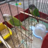 جفت طوطی گرینچیک کارداده|پرنده|شوشتر, |دیوار