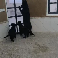 توله ژرمن بلک|سگ|ماهان, |دیوار