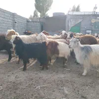 گوسفند وتوغلی نر وماده|حیوانات مزرعه|اردبیل, |دیوار