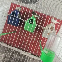 فنچ با وسایل|پرنده|مشهد, شهید علی محمدی|دیوار