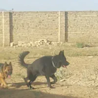 سگ ژرمن|سگ|کرج, مهرویلا جنوبی|دیوار