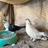 پرشی|پرنده|حمیدیا, |دیوار