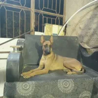 فروش سگ مالینویز|سگ|شهر بابک, |دیوار