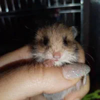 بچه همستر|موش و خرگوش|آبادان, |دیوار