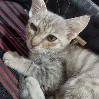 بچه گربه آرام