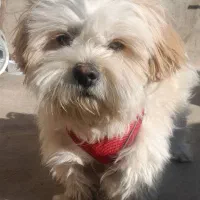 واگذاری سگ شیتزو واکسن خورده تربیت شده|سگ|تاکستان, |دیوار