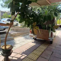 گل فروشی