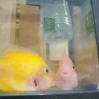 ماهی|ماهی|شوشتر, |دیوار