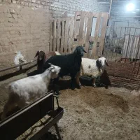 میش بره  بز  کره