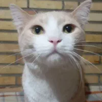 گربه|گربه|سمنان, |دیوار