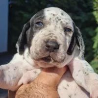 توله دالمیشن/نر و ماده