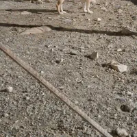 ماده اشپیتز|سگ|کرمانشاه, |دیوار