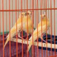 3تا قناری 3ماهه