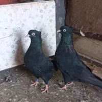 فروش ۳جفت کبوتر